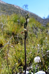 Calochilus herbaceus