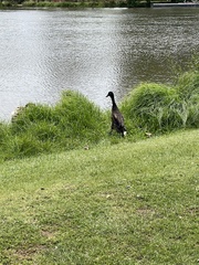 Anas platyrhynchos domesticus