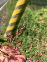 Sorghum