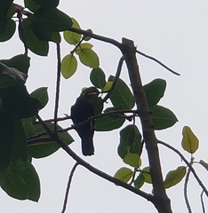Gracula religiosa