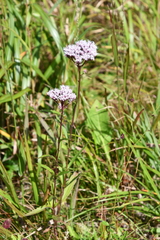 Eupatorium lindleyanum