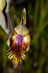 Calochilus herbaceus
