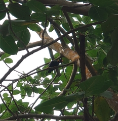 Gracula religiosa