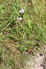 Eupatorium lindleyanum