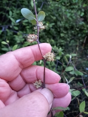 Olearia fragrantissima