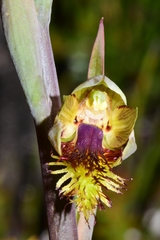 Calochilus herbaceus