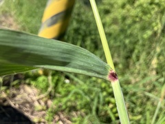Sorghum
