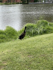 Anas platyrhynchos domesticus