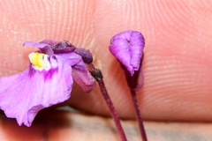 Utricularia uniflora