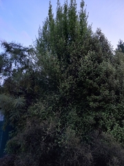 Olearia fragrantissima