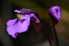 Utricularia uniflora