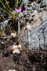 Utricularia uniflora