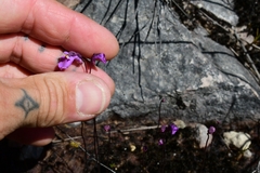 Utricularia uniflora