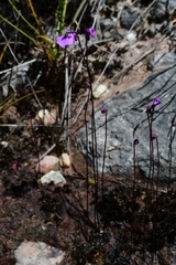 Utricularia uniflora