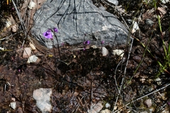 Utricularia uniflora
