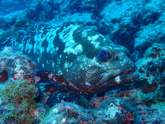 Epinephelus polyphekadion