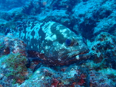 Epinephelus polyphekadion