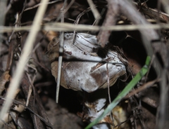 Hypomyces microspermus