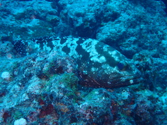 Epinephelus polyphekadion