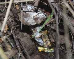 Hypomyces microspermus