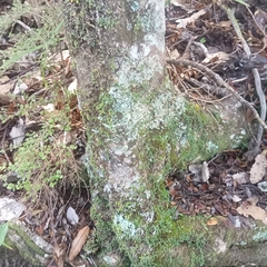 Bulbophyllum pygmaeum