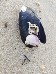 Crepipatella dilatata