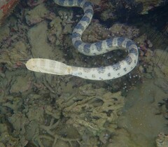 Hydrophis major