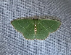Nemoria lixaria