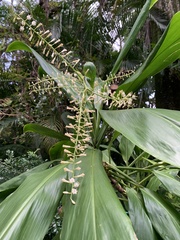 Alpinia galanga