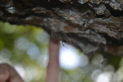 Nephilengys malabarensis