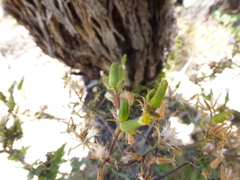 Senecio picridioides