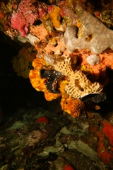 Leptoclinides imperfectus