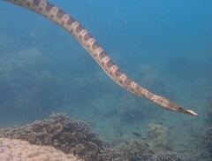 Hydrophis major