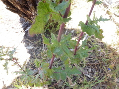 Senecio picridioides