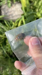 Brachinus scotomedes