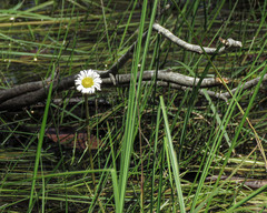 Allittia cardiocarpa