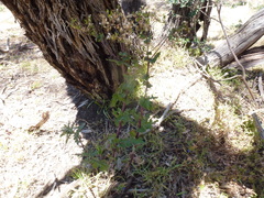 Senecio picridioides