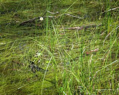 Allittia cardiocarpa