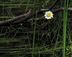 Allittia cardiocarpa