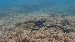 Emydocephalus annulatus