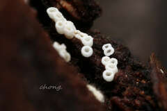 Henningsomyces candidus