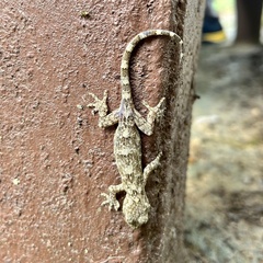 Gekko chinensis