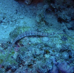 Corythoichthys schultzi