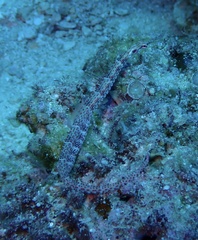 Corythoichthys schultzi