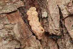 Amorphoscelis chinensis