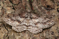 Megabiston plumosaria