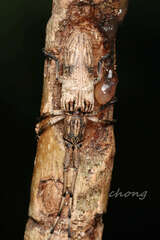 Aulaconotus pachypezoides