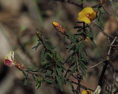 Pultenaea reflexifolia