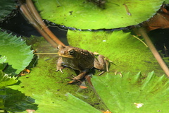 Rhinella marina