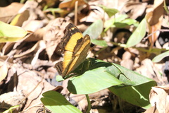 Yoma sabina